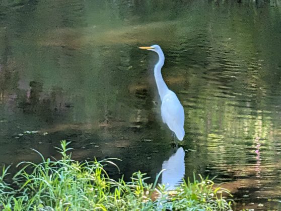 Google Pixel 10 Pro XL