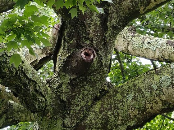 Motorola Razr Plus (2025)