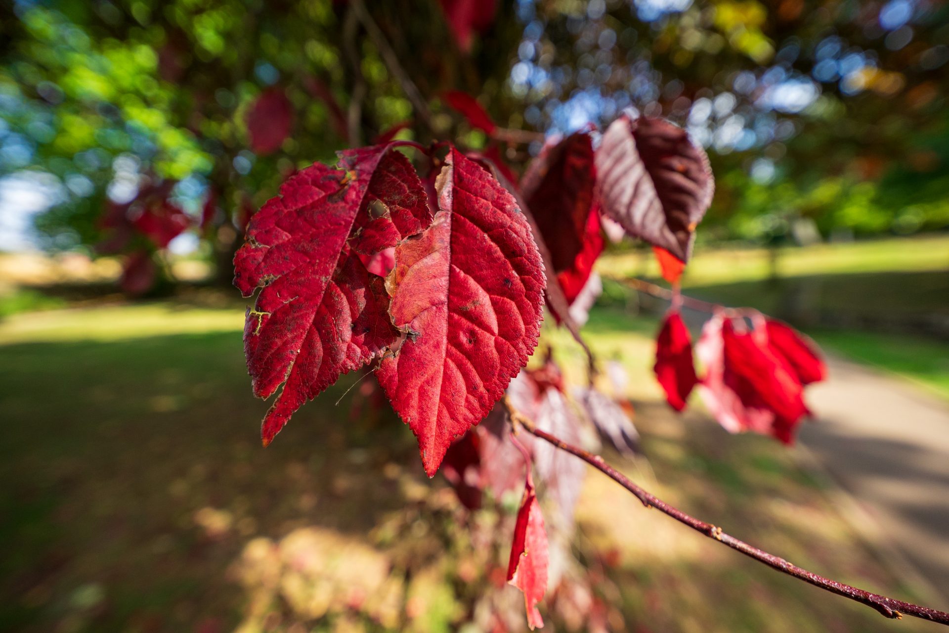 Viltrox AF 9mm f/2.8 Air