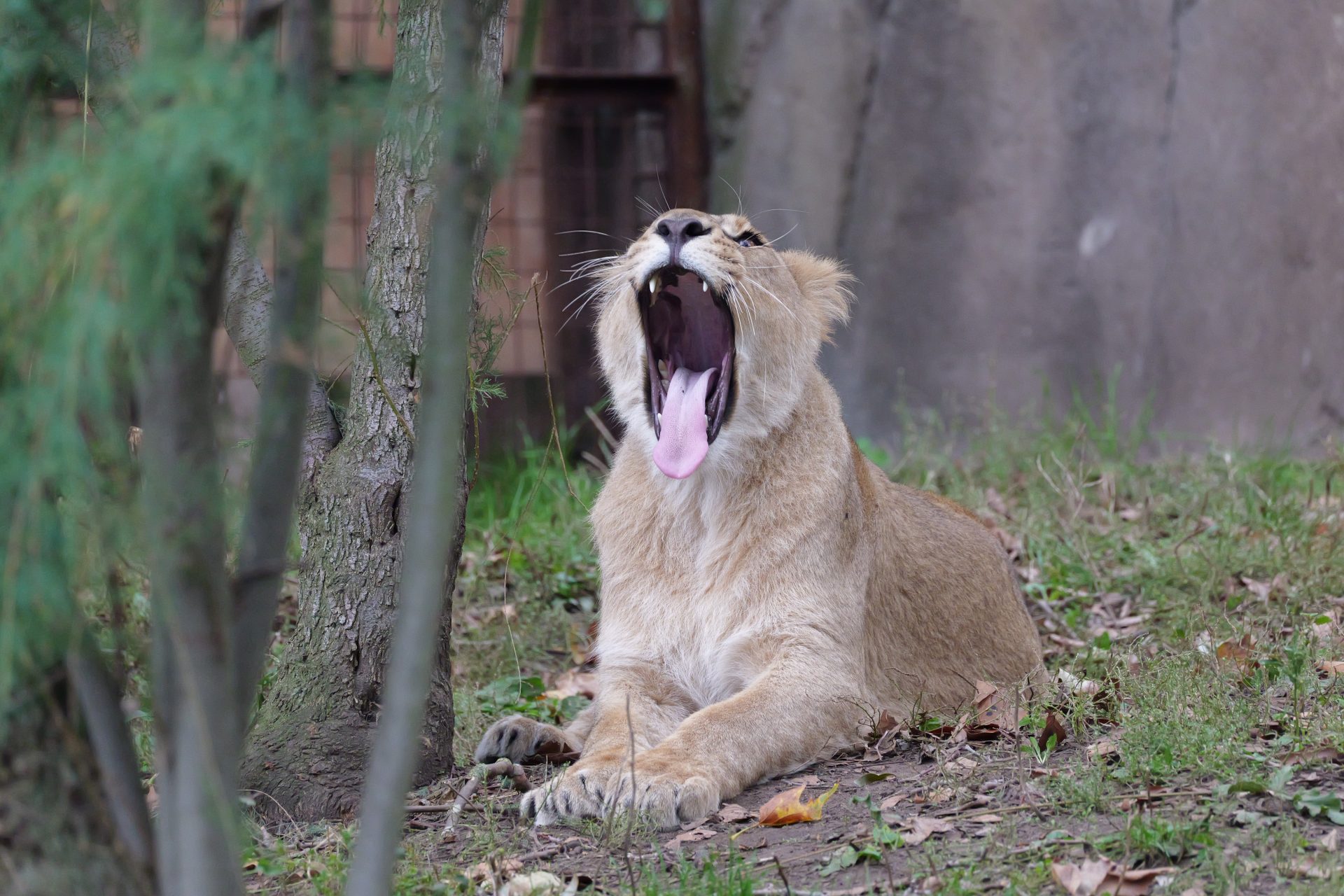 Panasonic Lumix S 100-500mm