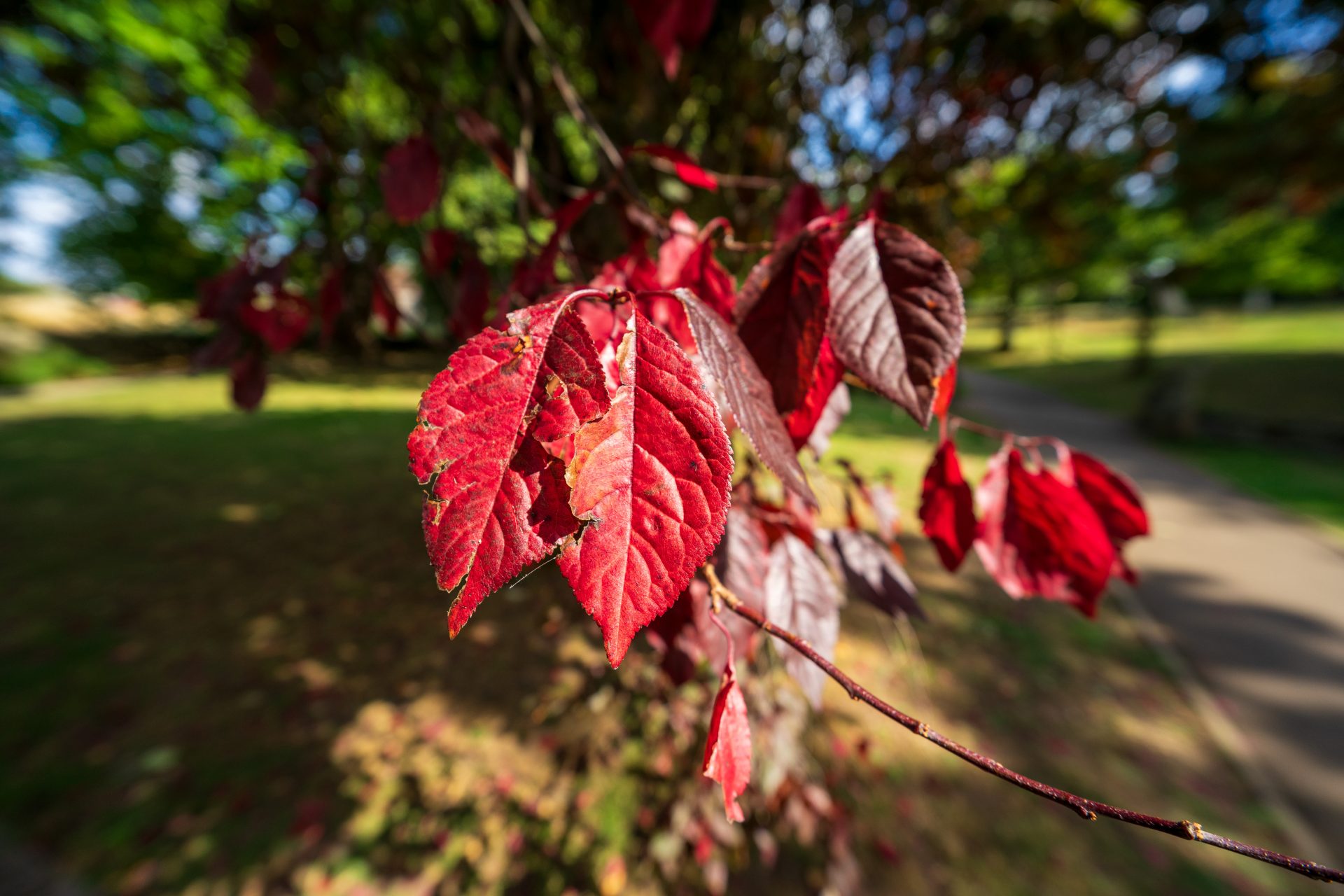 Viltrox AF 14mm f/4 Air