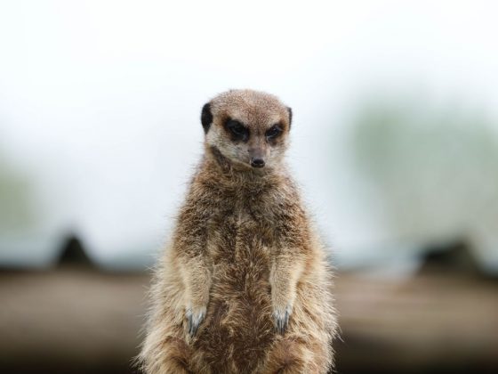 Fujifilm GFX 100S II-11