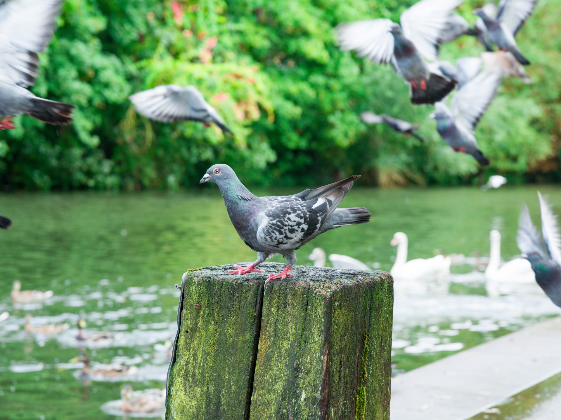 Hasselblad X2D II 100C