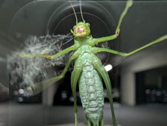 Google Pixel 10 Pro XL