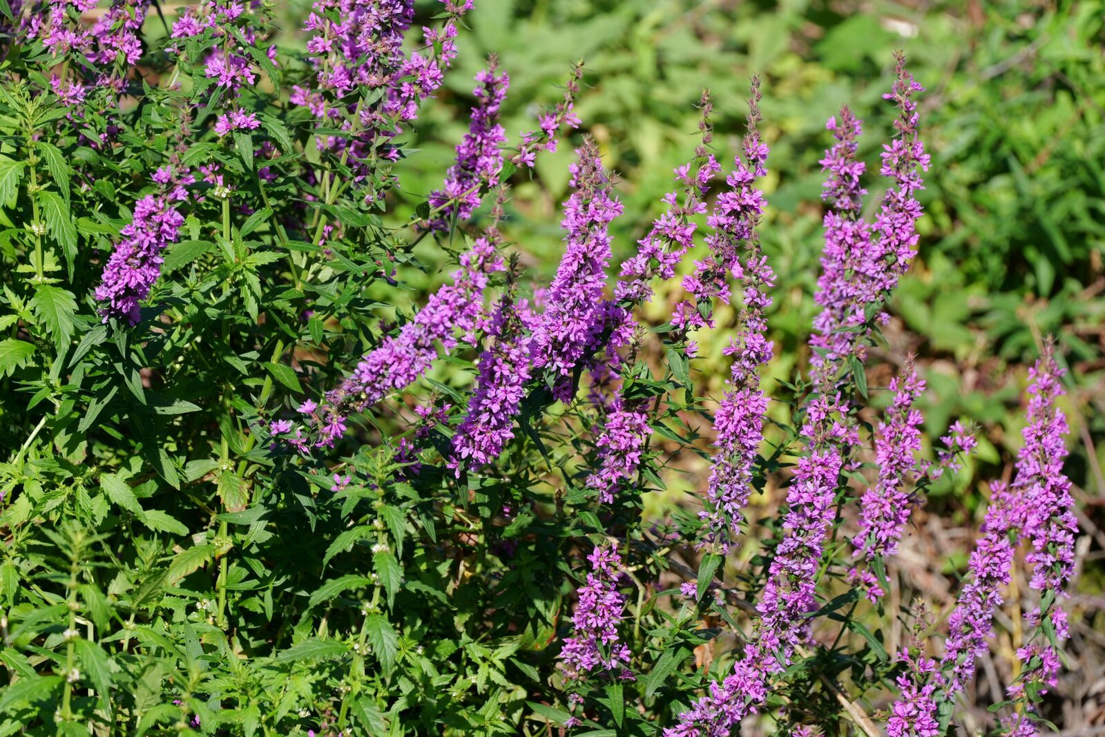 Обзор Panasonic Lumix S 100-500mm f/5-7.1 — мощный и компактный зум картинка Panasonic Lumix S 100-500mm f/5-7.1