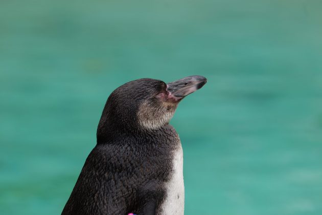 Panasonic Lumix S 100-500mm