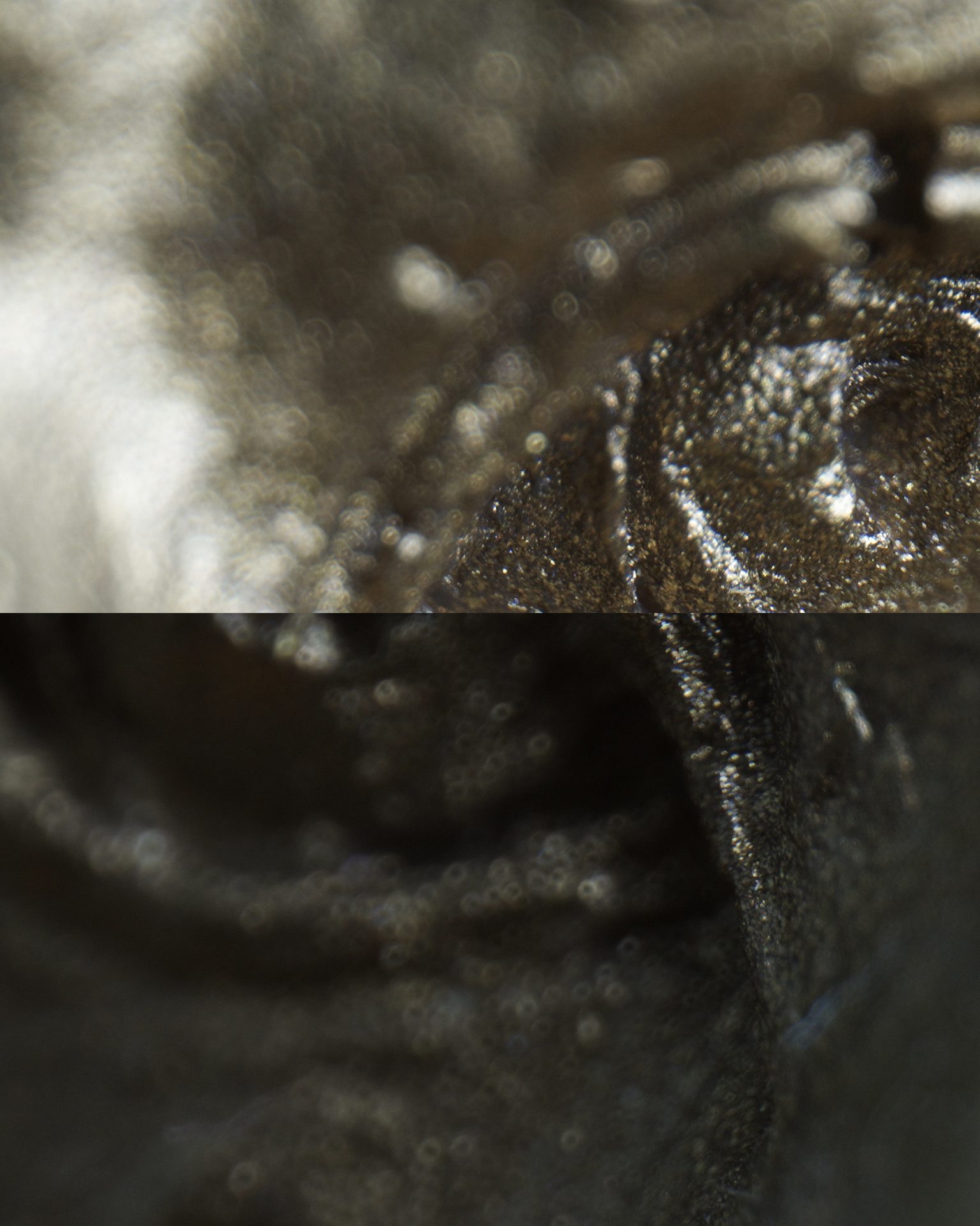 Zhongyi Mitakon 55mm f/2.8 1-5x Macro