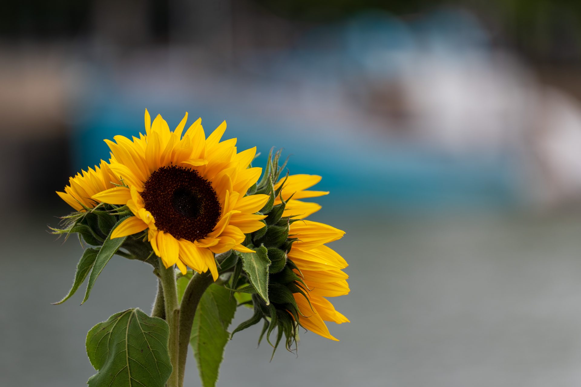 Panasonic Lumix S 70-300mm