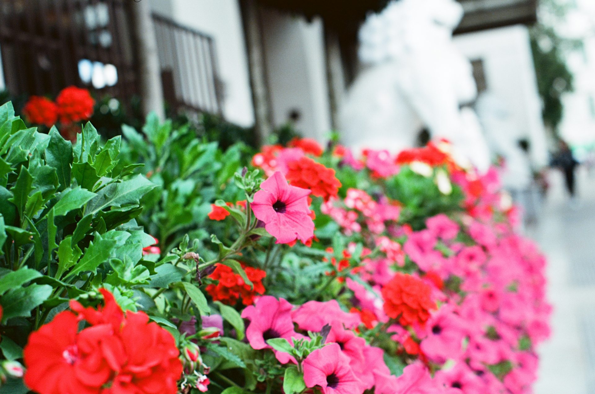 Kodak Ektar 100 film