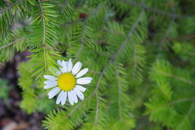 Pentax-D FA 24-70mm f/2.8: