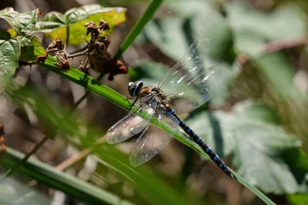 Panasonic Lumix S 100-500mm