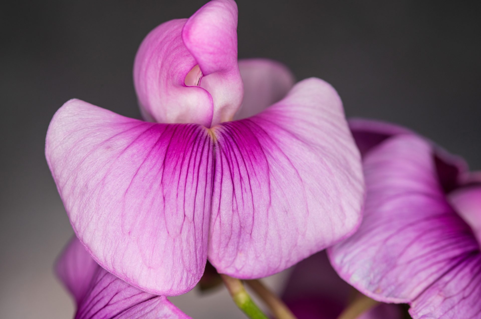 Обзор Godox ML-150II Macro Ring Flash — простая и ровная вспышка картинка Godox ML-150II Macro Ring Flash