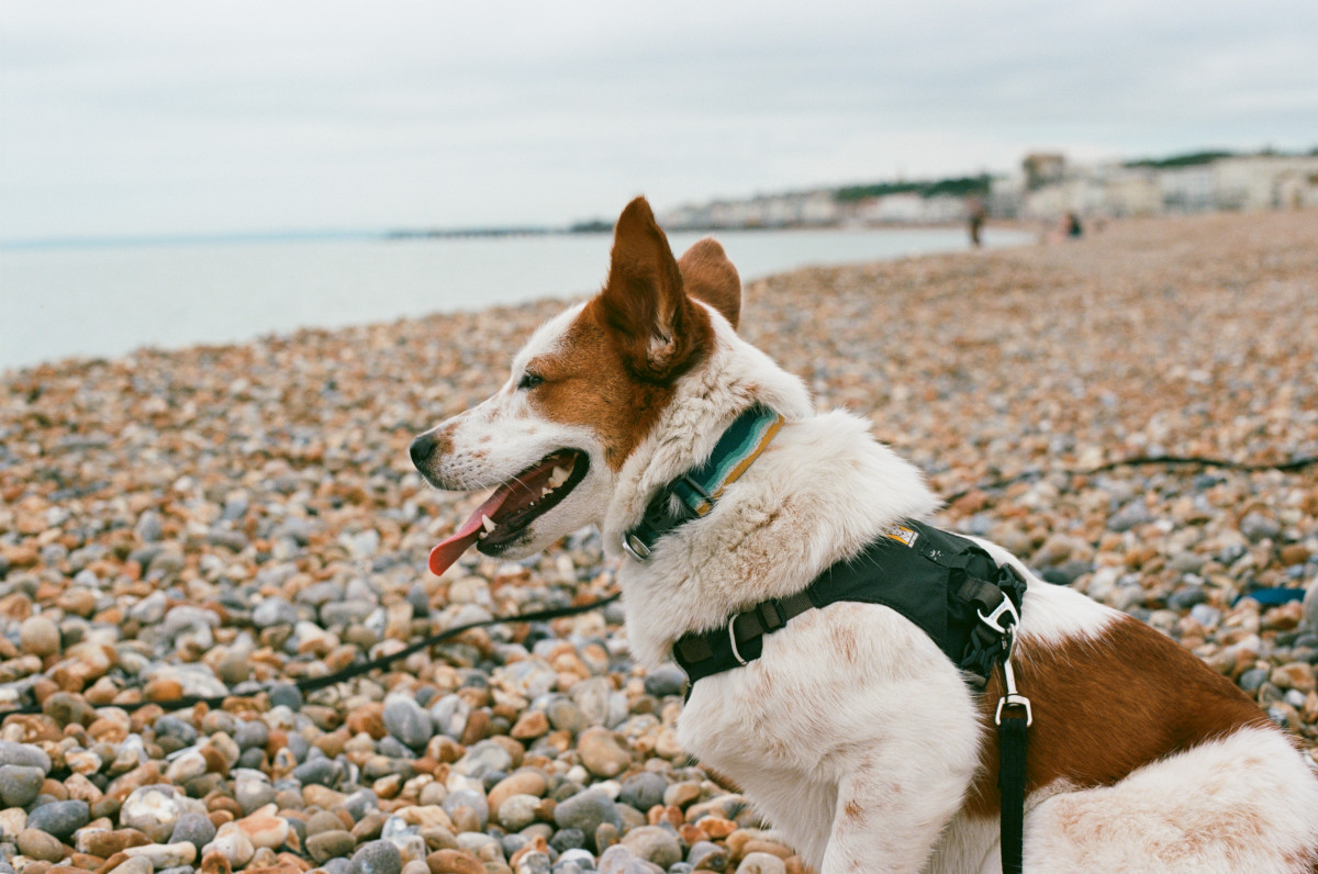 Kodak Ektar 100 film