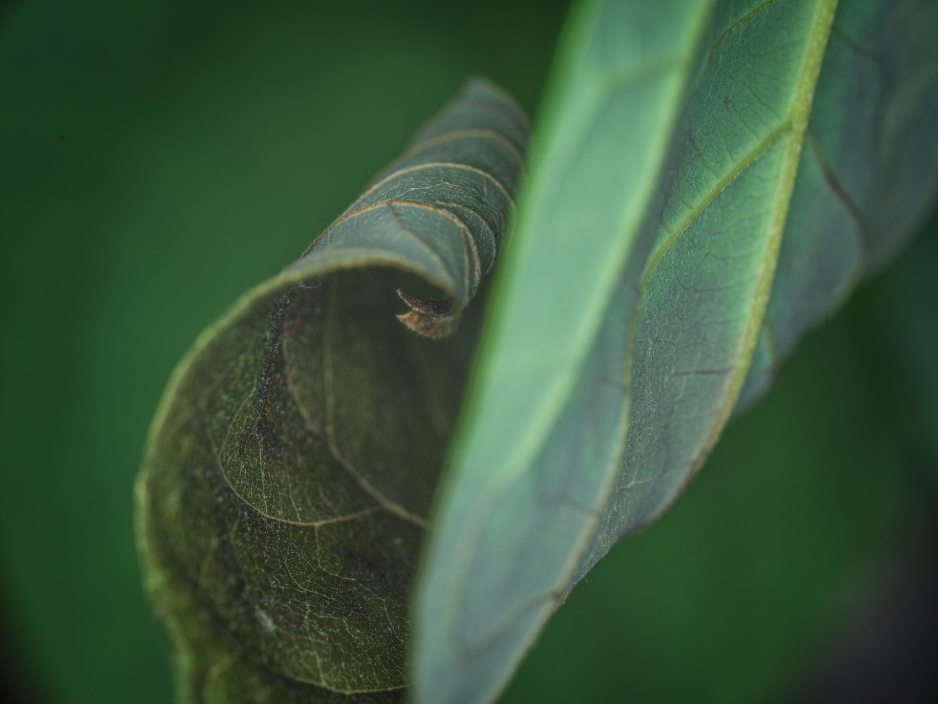 Zhongyi Mitakon 55mm f/2.8 1-5x Macro