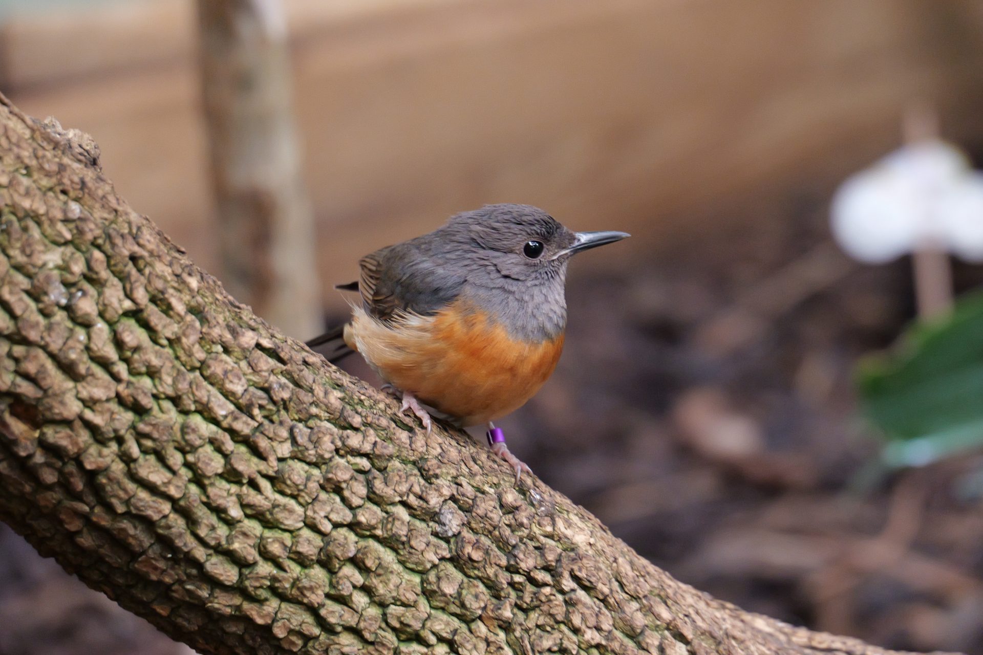 Panasonic Lumix S 28-200mm F4-7.1