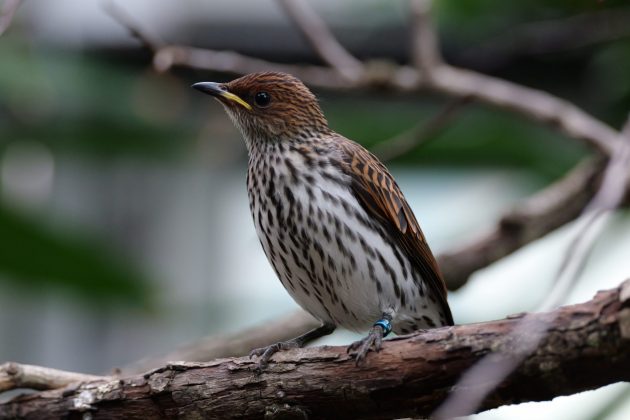 Panasonic Lumix S 100-500mm