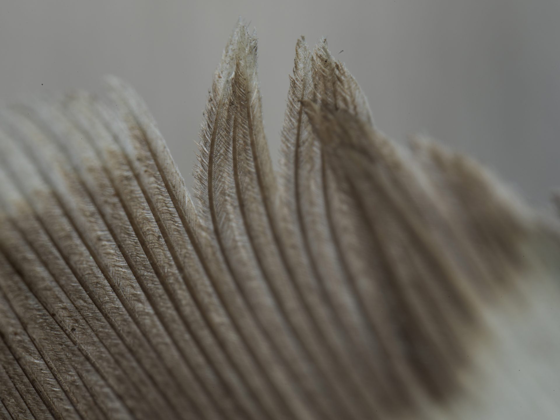 Zhongyi Mitakon 55mm f/2.8 1-5x Macro