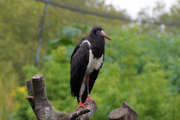 Panasonic Lumix S 100-500mm