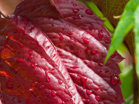 Hasselblad X2D II 100C