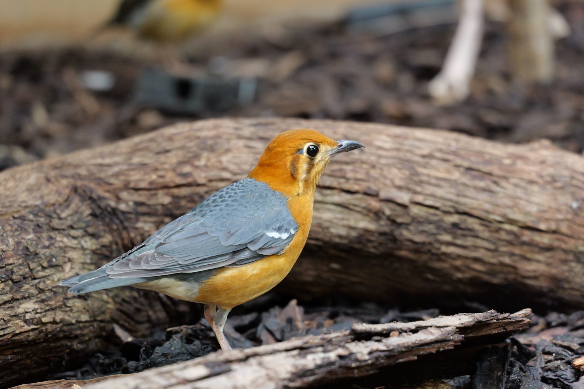 Обзор Panasonic Lumix S 28-200mm f/4-7.1 — зум‑универсал из серии S картинка Lumix S 28-200mm f/4-7.1