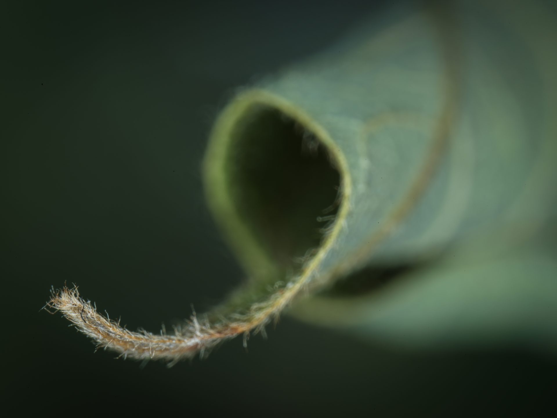 Zhongyi Mitakon 55mm f/2.8 1-5x Macro