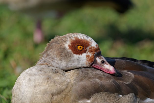 Panasonic Lumix S 100-500mm