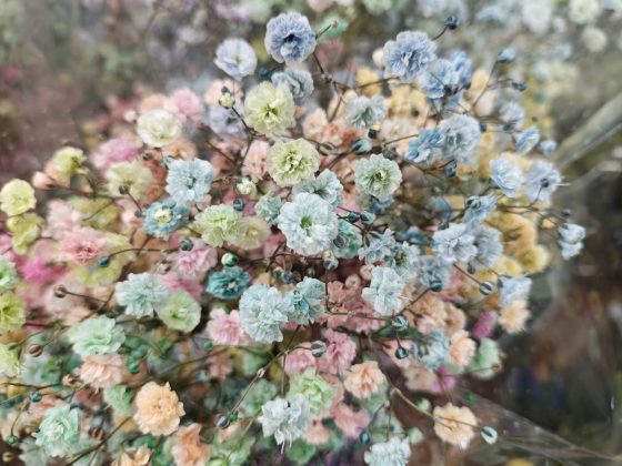 Motorola Razr Plus (2025)