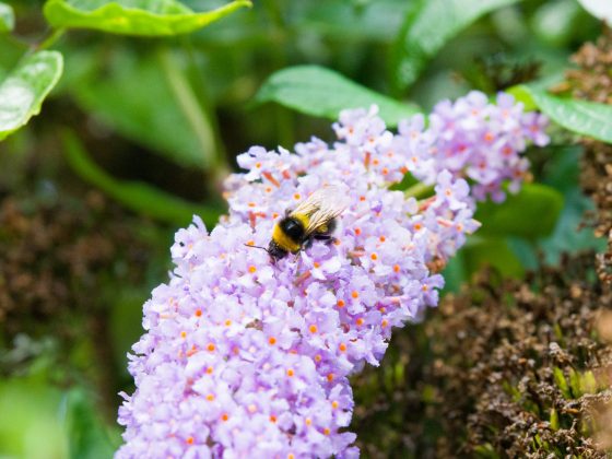 Hasselblad X2D II 100C