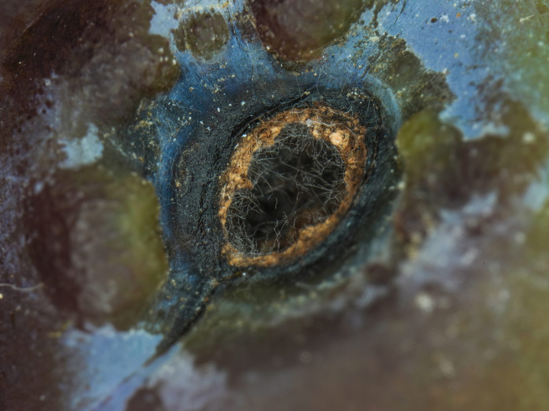 Zhongyi Mitakon 55mm f/2.8 1-5x Macro