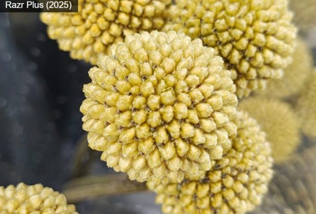 Motorola Razr Plus (2025)