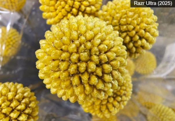 Motorola Razr Plus (2025)