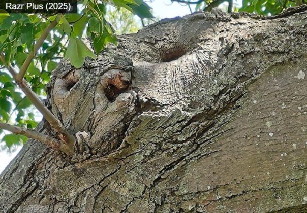 Motorola Razr Plus (2025)