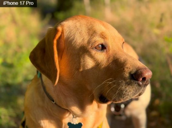 iPhone 17 Pro против Google Pixel 10 Pro