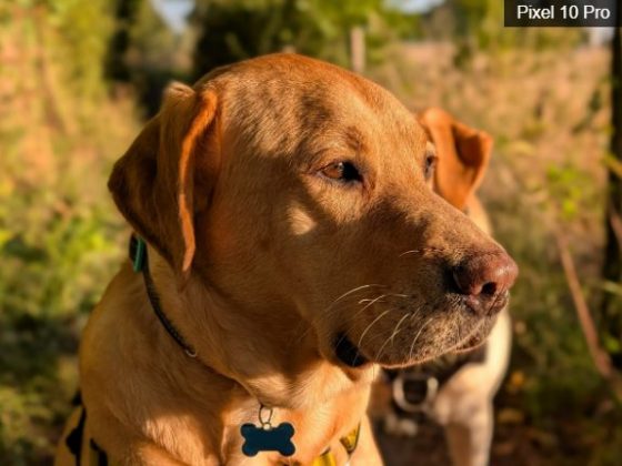 iPhone 17 Pro против Google Pixel 10 Pro