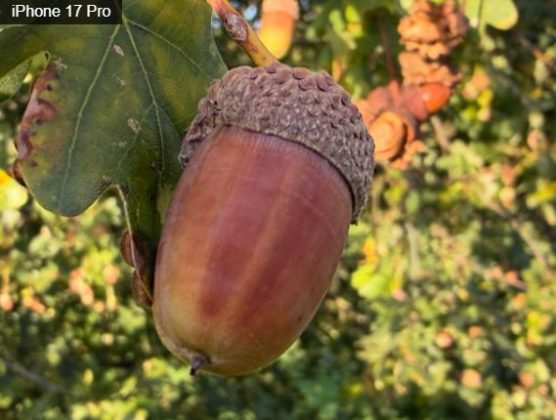 iPhone 17 Pro против Google Pixel 10 Pro