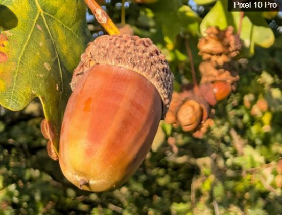 iPhone 17 Pro против Google Pixel 10 Pro