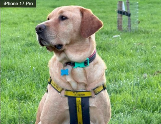 iPhone 17 Pro против Google Pixel 10 Pro