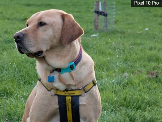 iPhone 17 Pro против Google Pixel 10 Pro