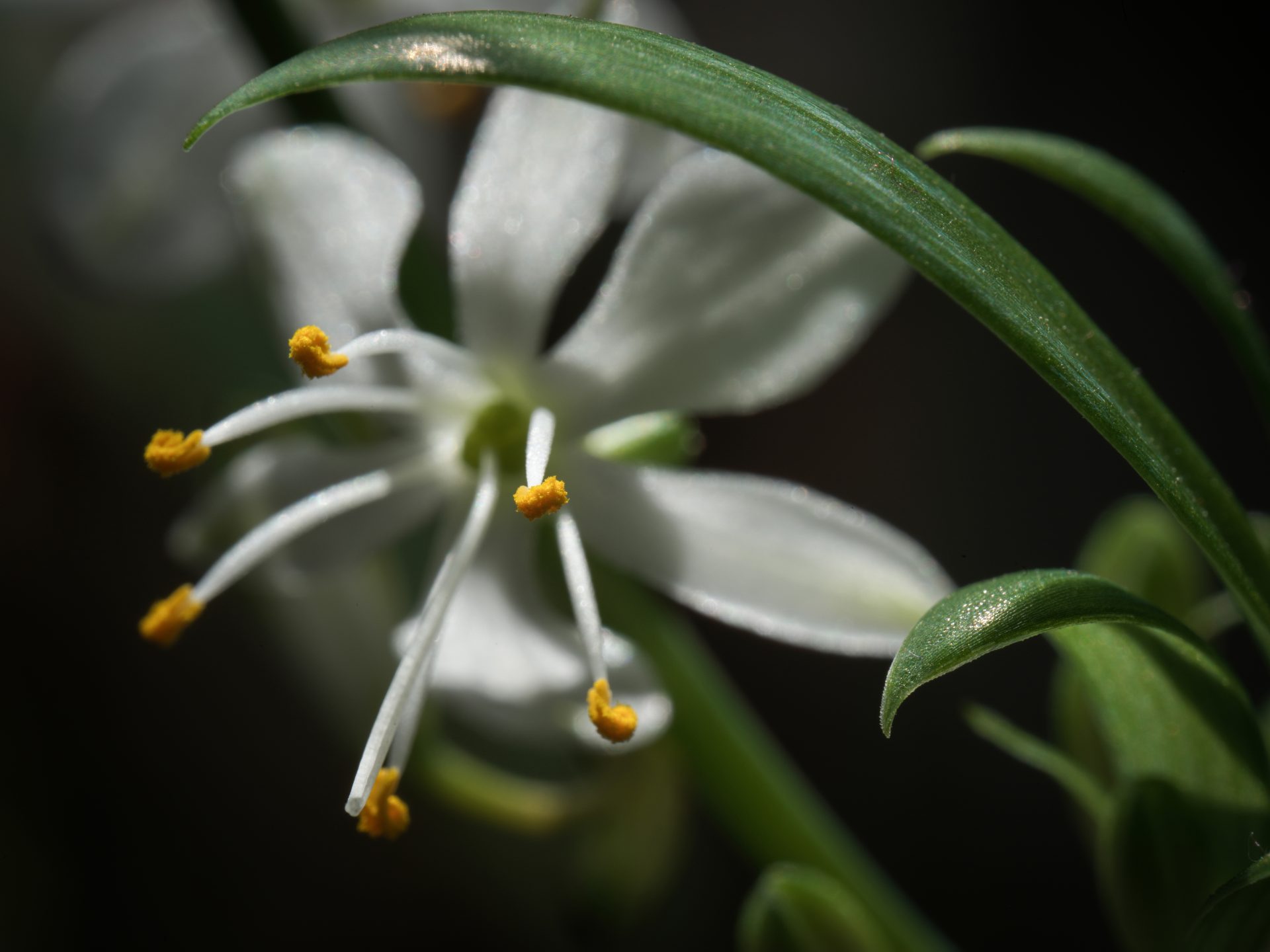 Zhongyi Mitakon 55mm f/2.8 1-5x Macro