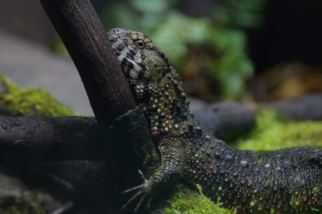 Panasonic Lumix S 100-500mm