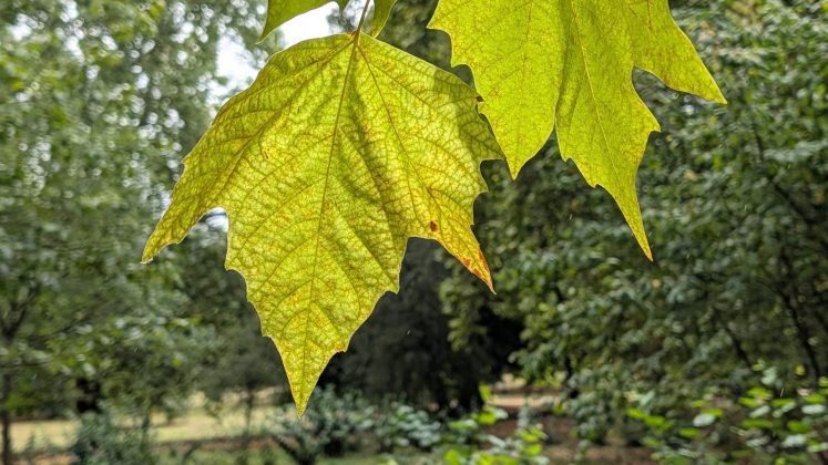 Google Pixel 10 Pro XL