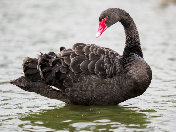 OM System's portable 50-200mm_