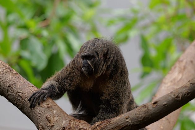 Panasonic Lumix S 100-500mm