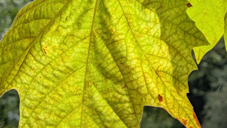 Google Pixel 10 Pro XL