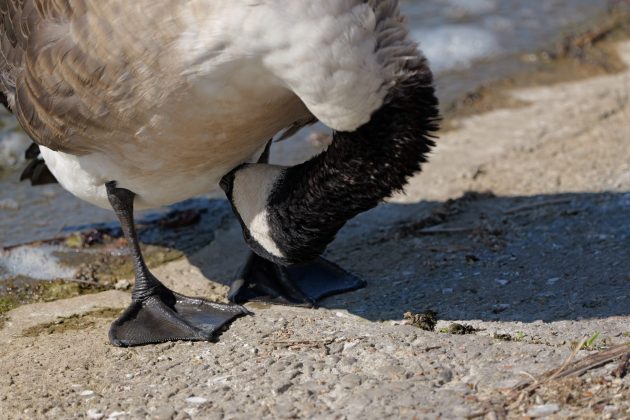 Panasonic Lumix S 100-500mm