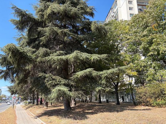 iPhone 17 против Galaxy S25: битва флагманов