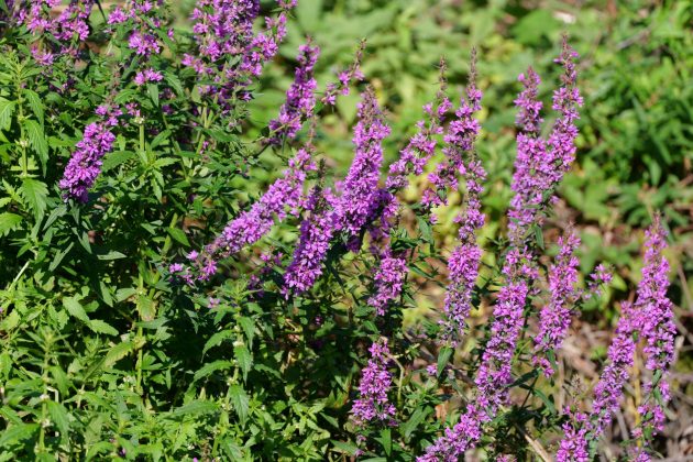 Panasonic Lumix S 100-500mm