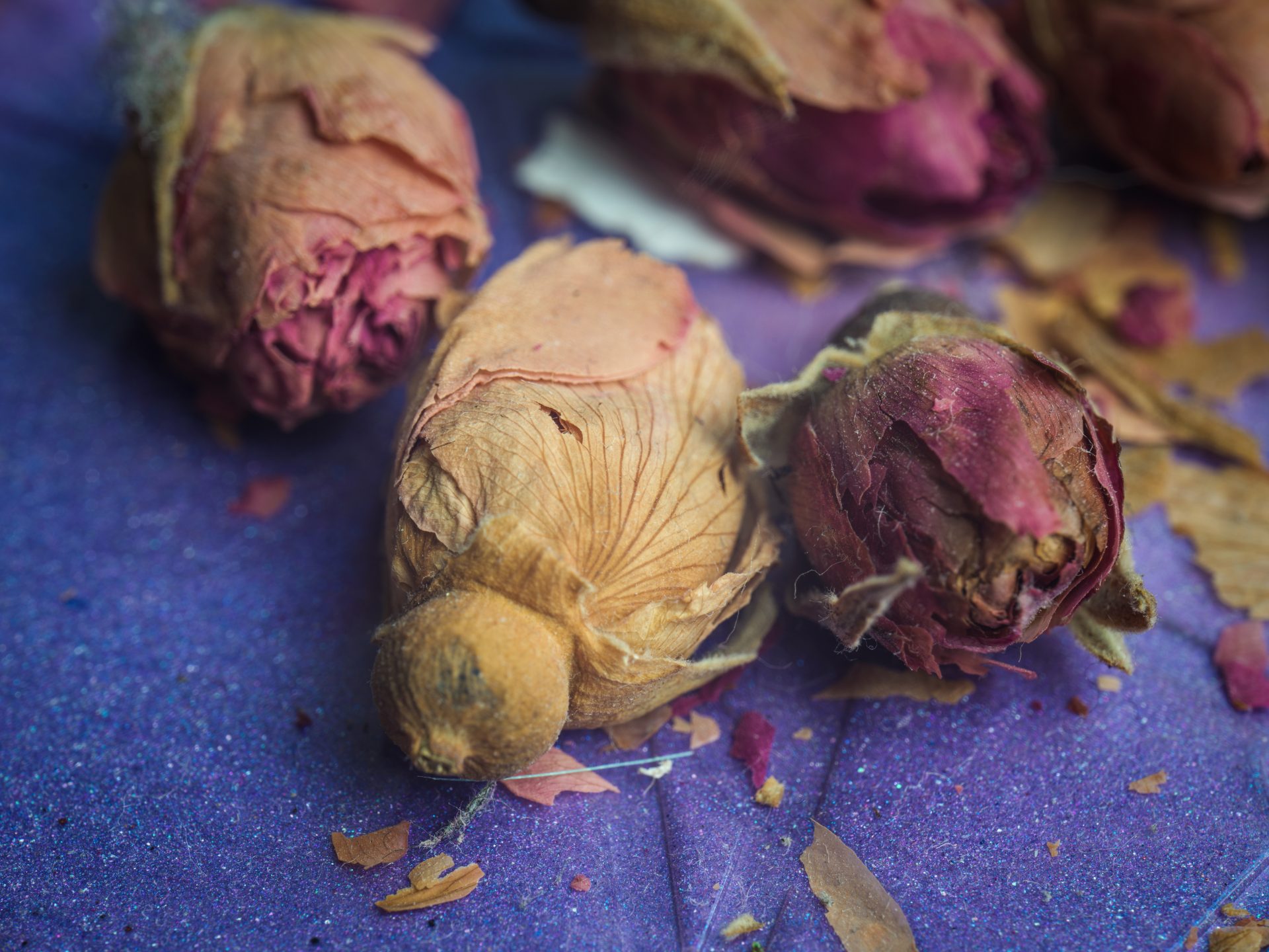 Zhongyi Mitakon 55mm f/2.8 1-5x Macro