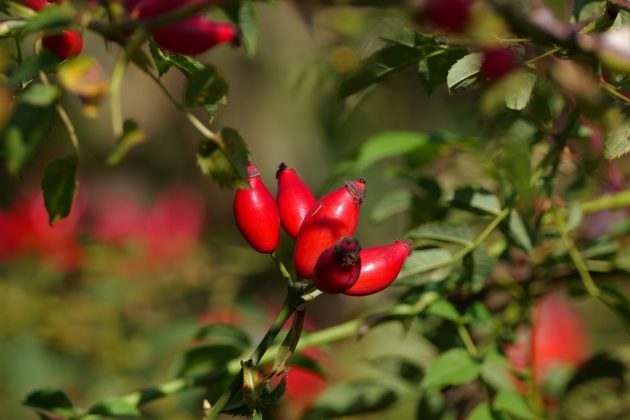 Panasonic Lumix S 100-500mm