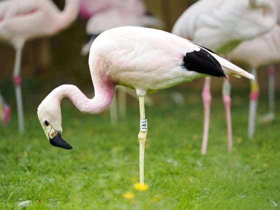 OM System's portable 50-200mm_